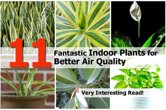 Plants indoor air quality better fantastic hometipsworld